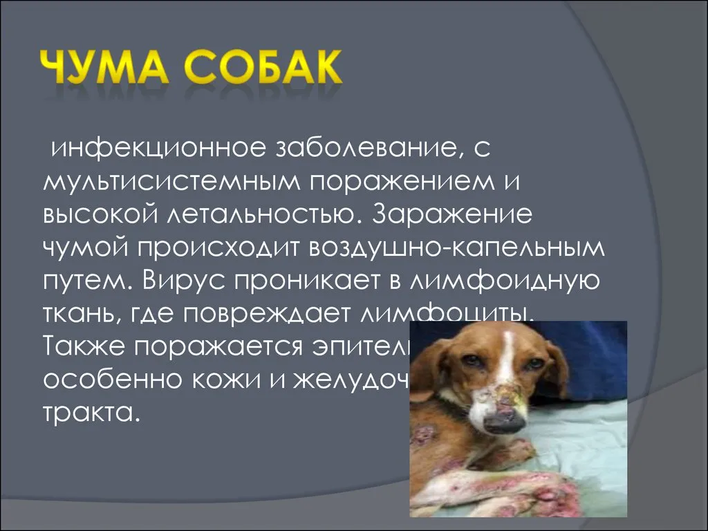 Чумка - photo