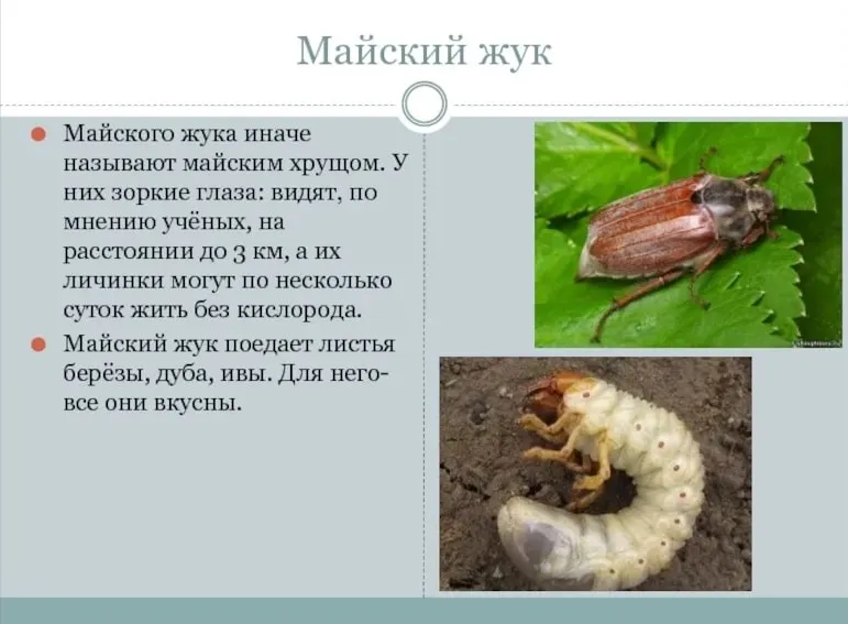 Майский жук - photo
