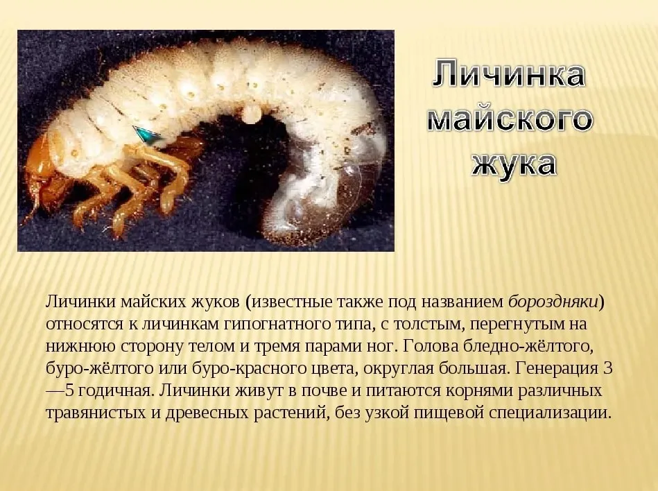 Майский жук - photo