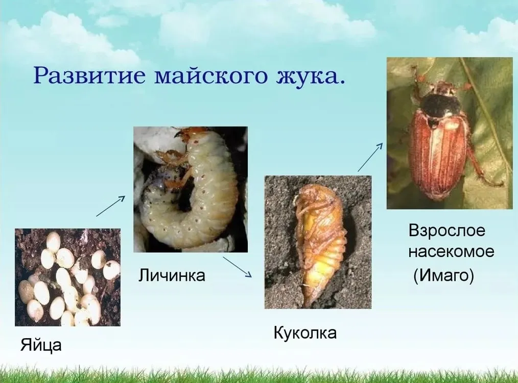 Майский жук - photo
