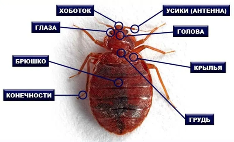 Травля клопов - photo