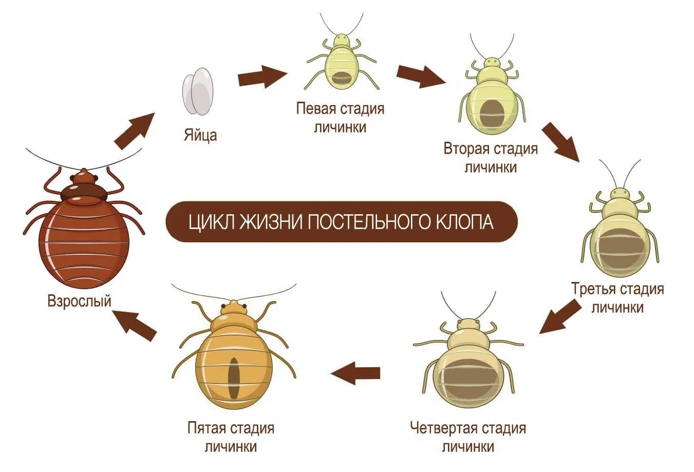 Травля клопов - photo