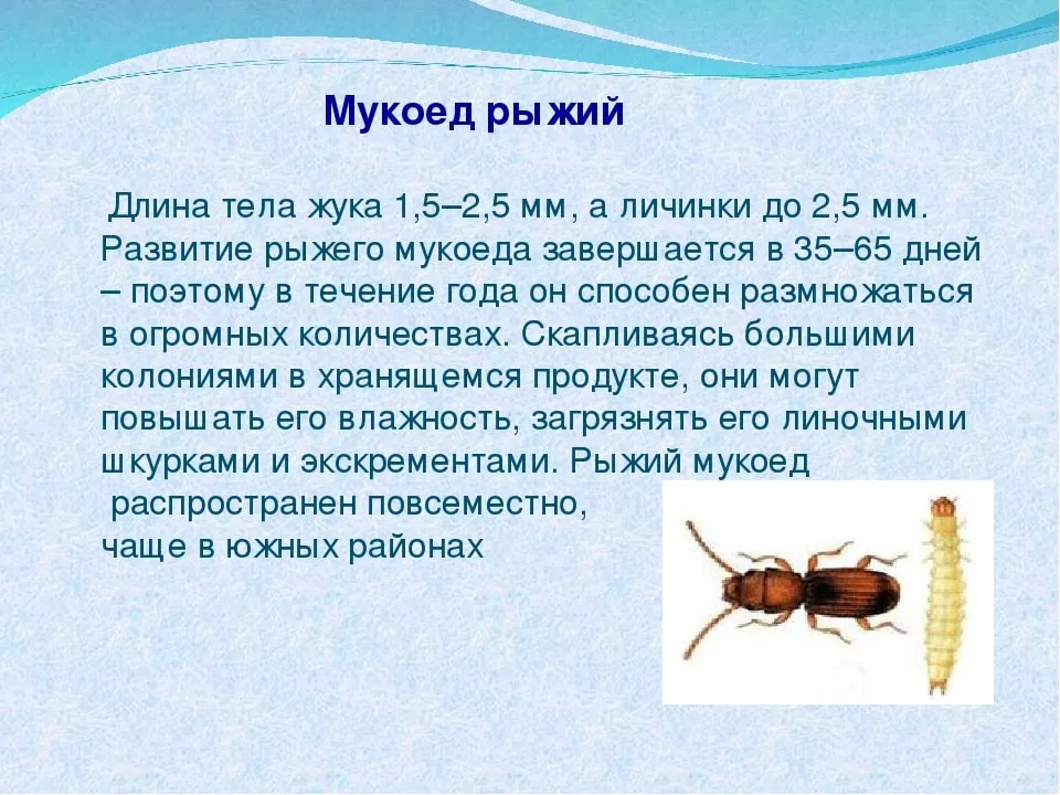 Мукоед - photo