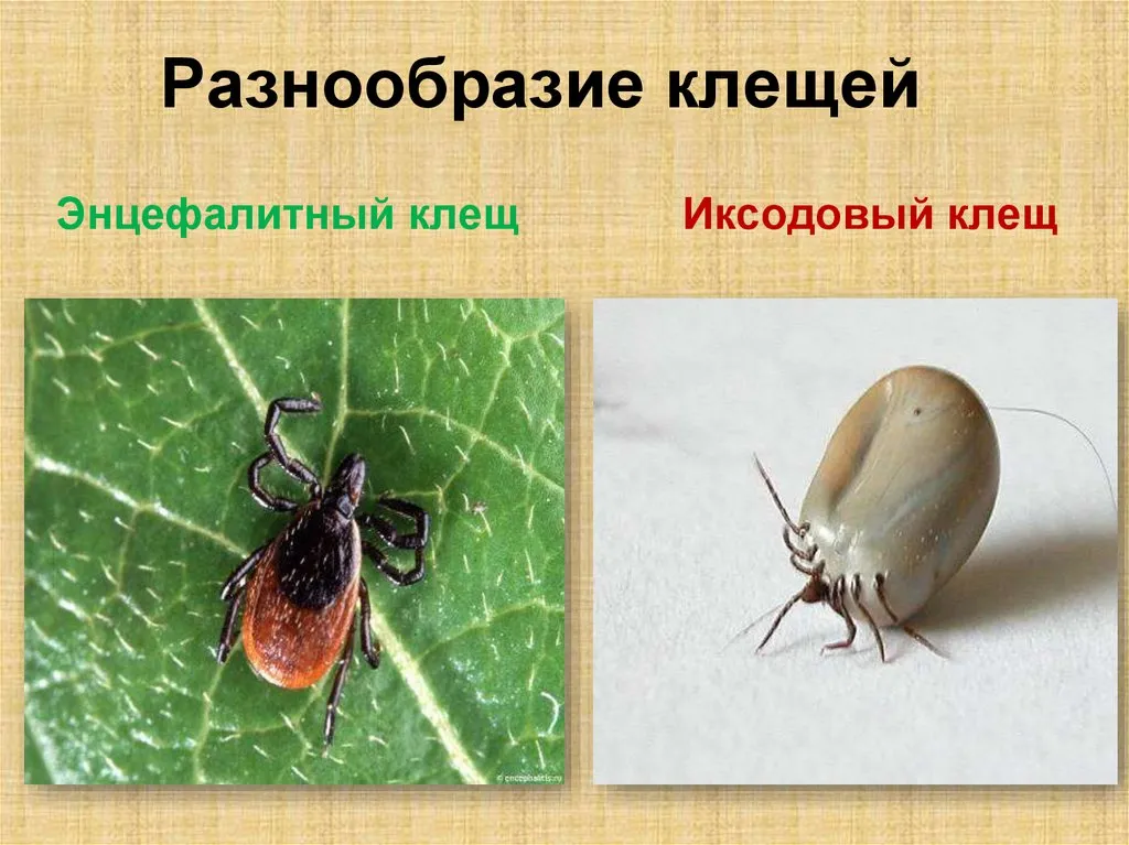 Какие бывают клещи - Разнообразие клещей