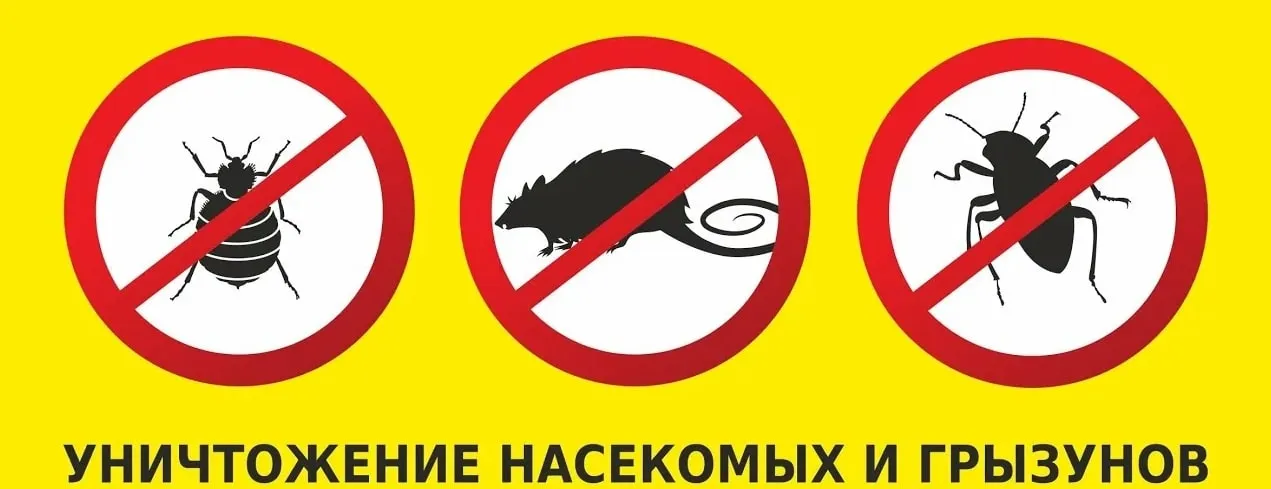 Дератизация и уничтожение грызунов