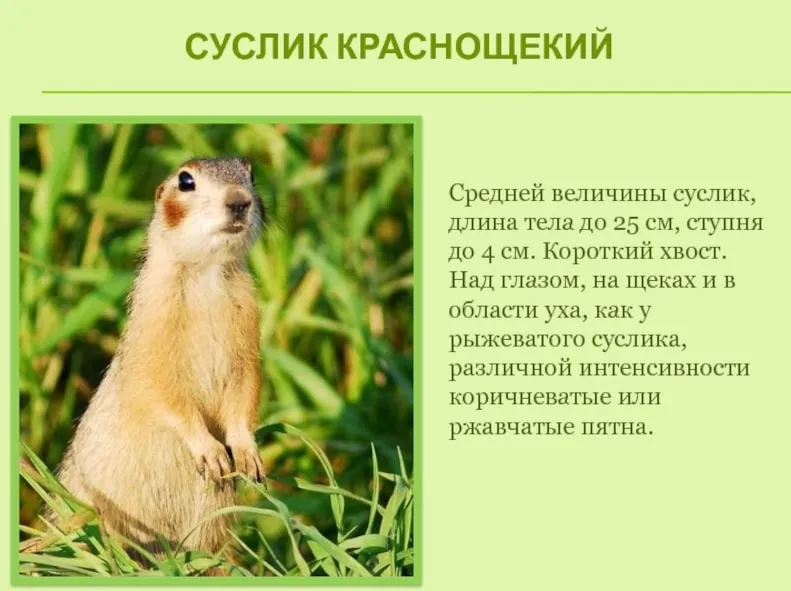 Суслики - photo