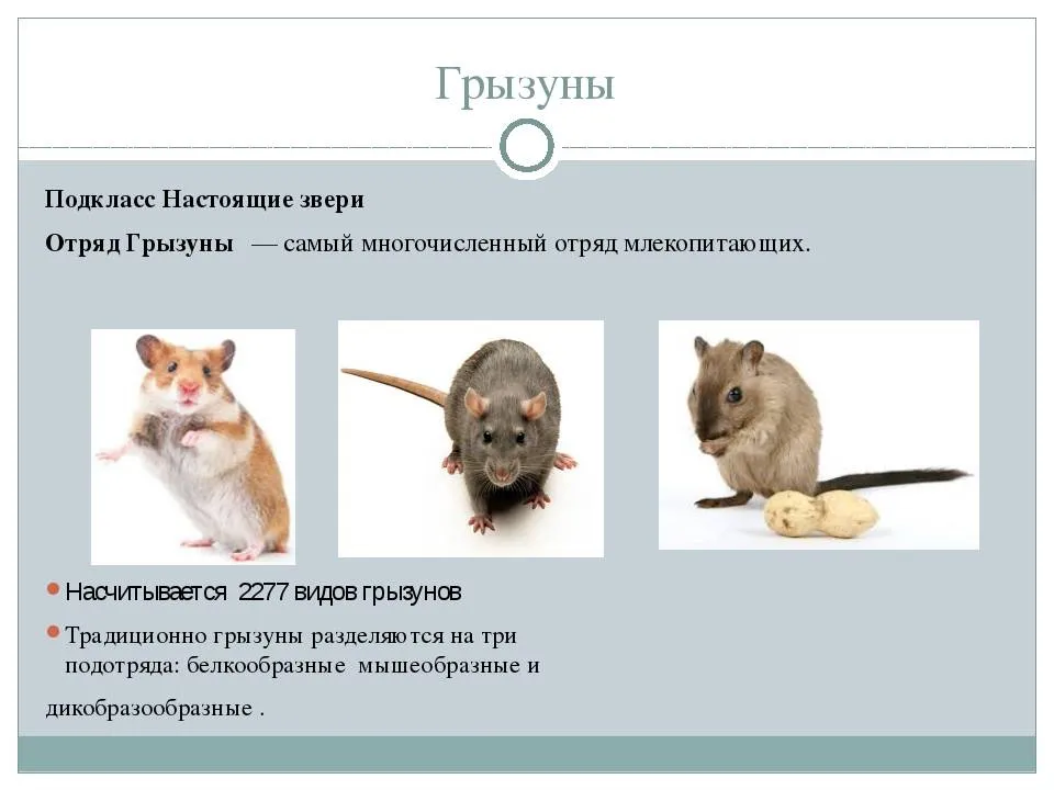 К какому классу относяться грызуны