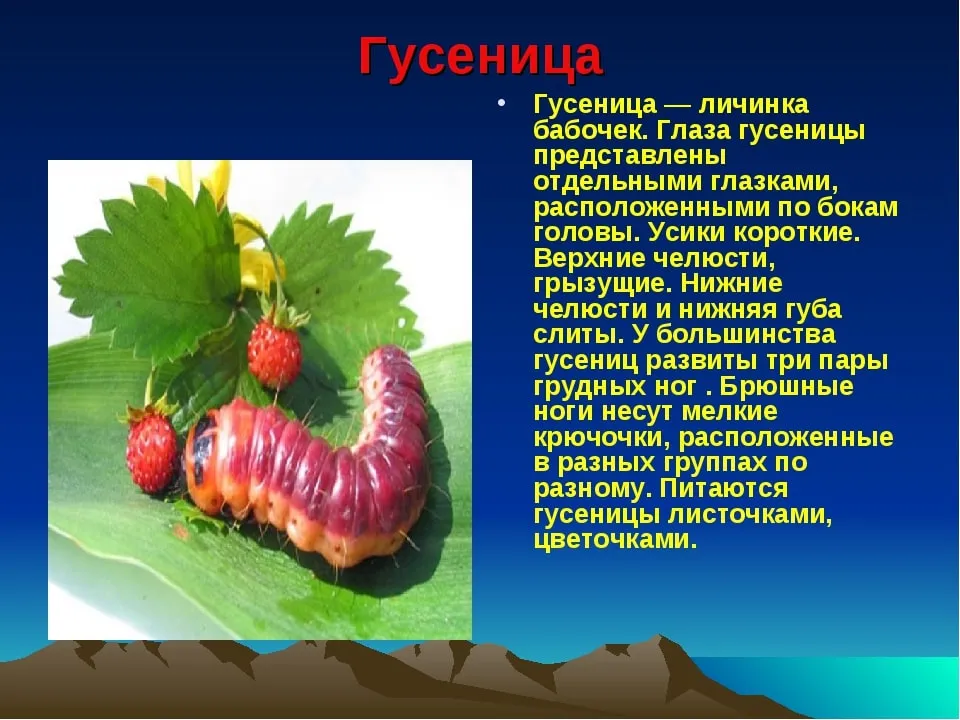 Кто такая гусеница- Полезная информация