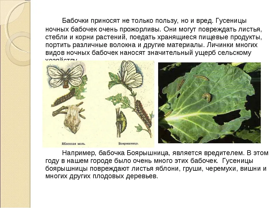 Какую опасность несут бабочки
