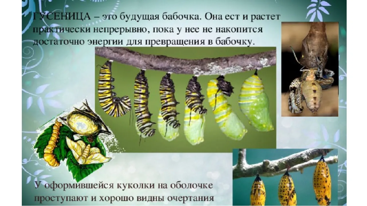 Полезная информация про гусениц