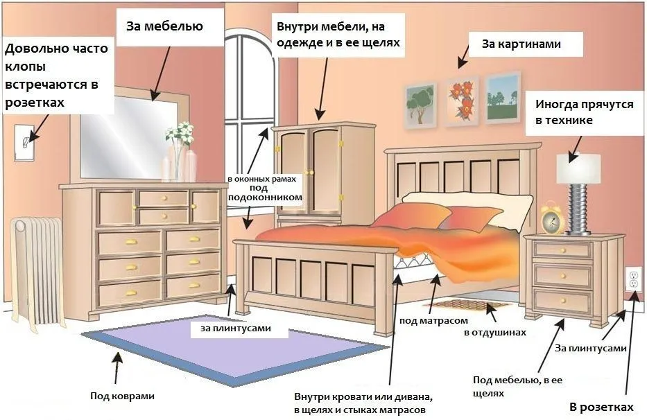 Изображение фото службы дезинсекции - Где обитают клопы