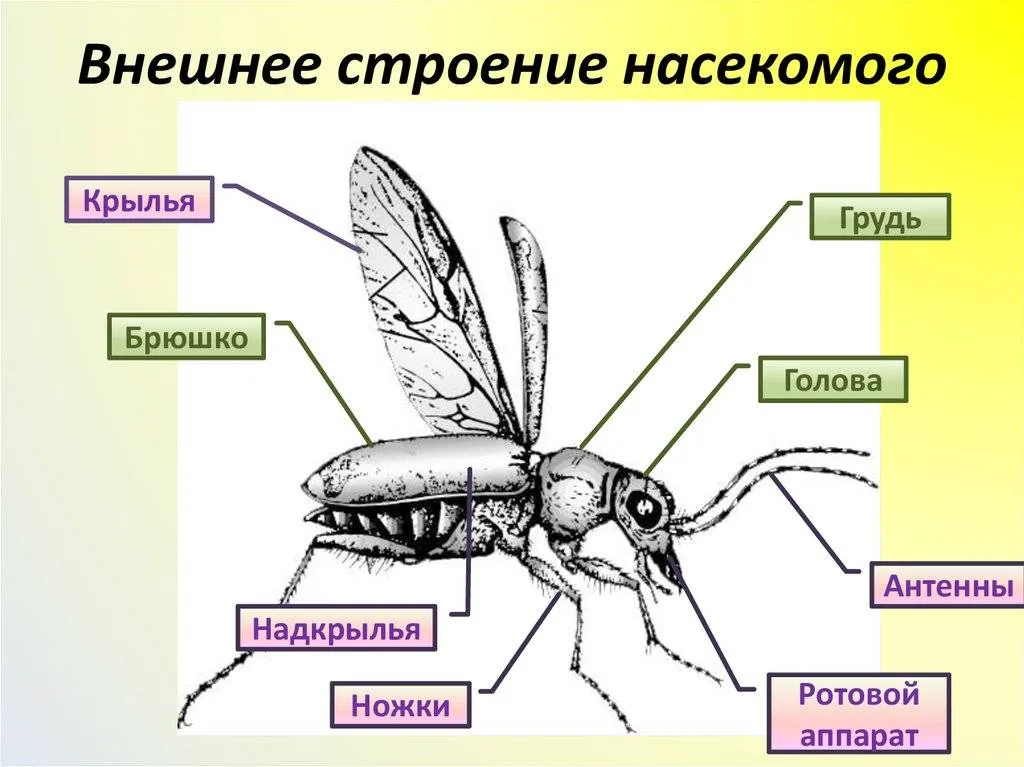 Внешнее строение комара - Фото СЭС службы
