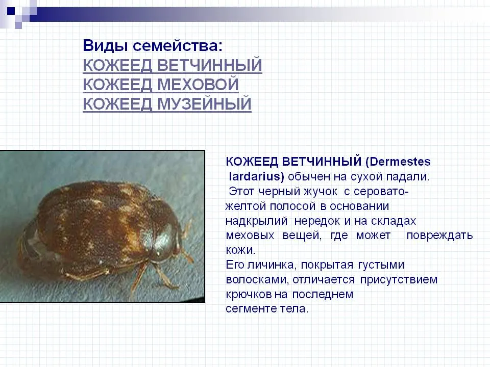 На фото взрослая особь и личинка кожееда