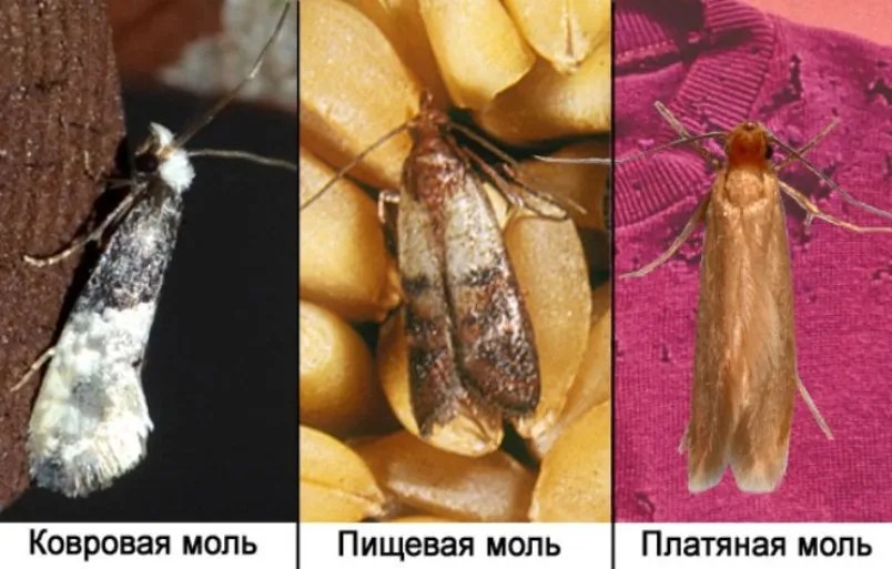 Уничтожение моли - Изображение фото СЭС службы