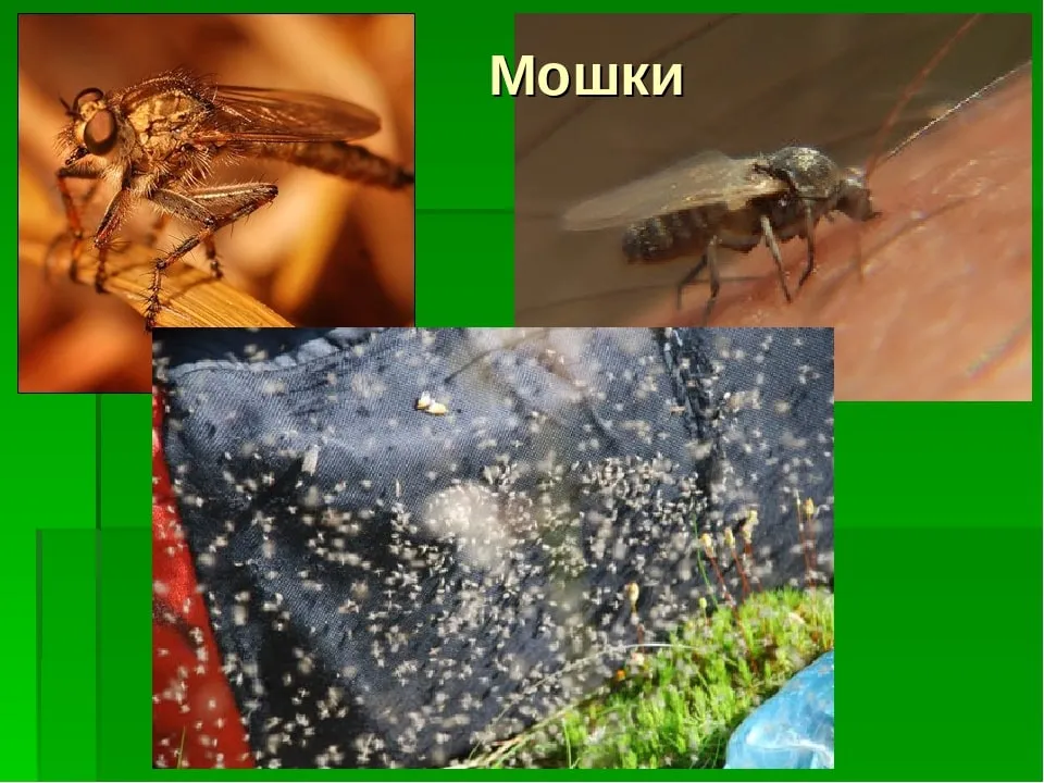 На фото изображенно - Рой мошки