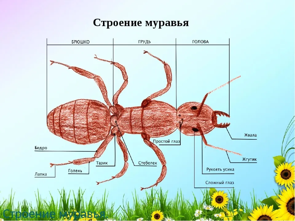 Фото от санитарной службы - Строение муравьев