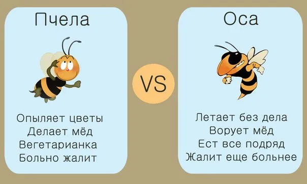 Чем отличаеться оса от пчелы?