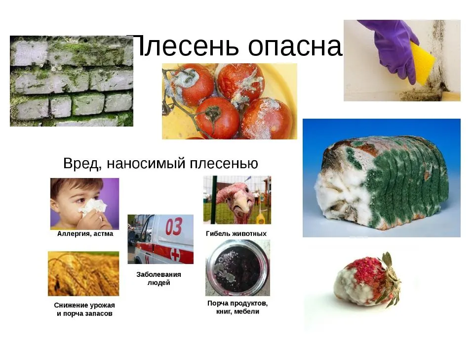 Чем опасна плесень - SJESKA