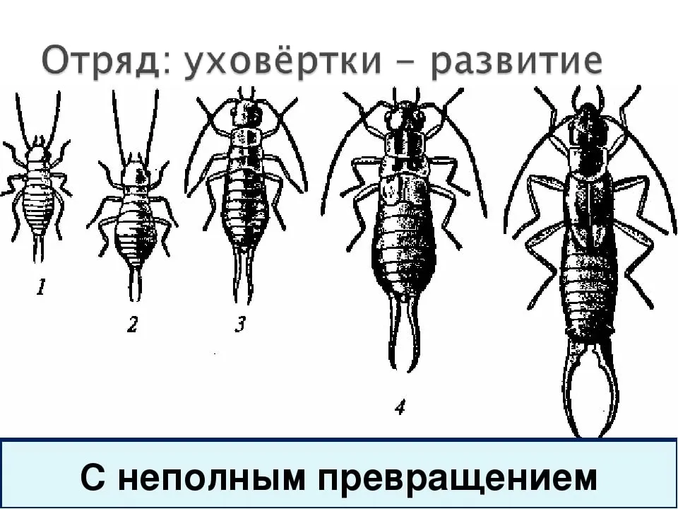 Развитие уховертки - Служба дезинсекции