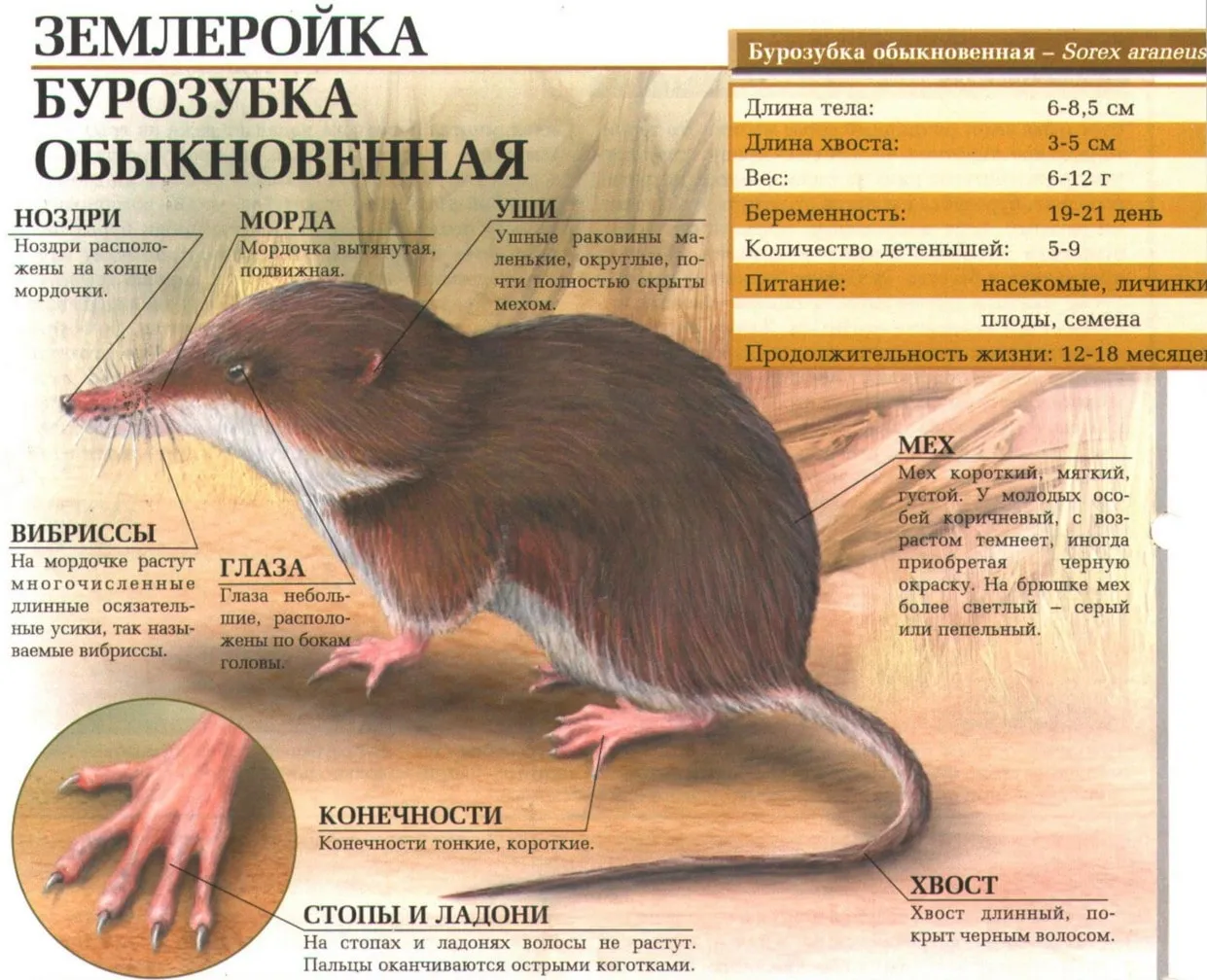 Землеройка - photo