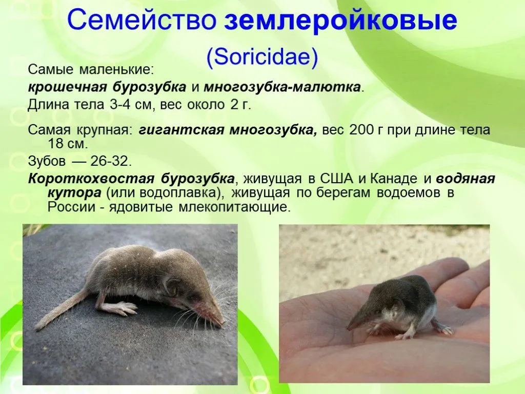 Землеройка - photo