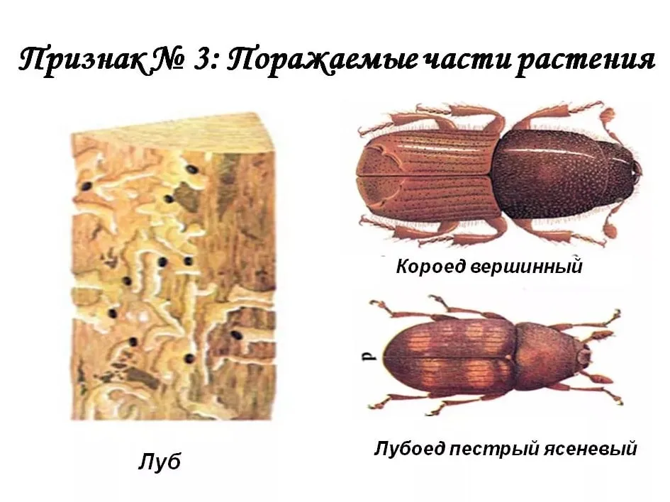 Лубоед - photo