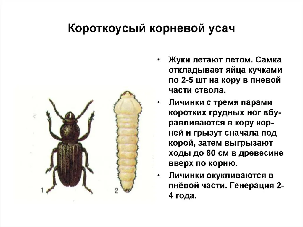 Уничтожение усачей